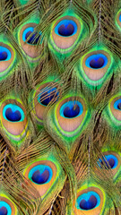 detail of the beautiful and colorful plumage of a peacock.