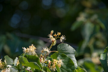 Inflorescences of flowers appeared on the lime tree