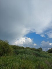 clouds over the forest