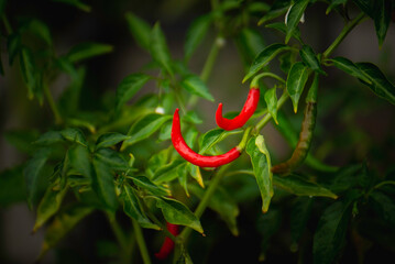 Fresh red chili peppers on the plant have fresh green leaves.