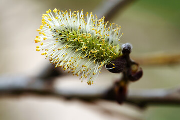 spring fluffy blooming willow bud