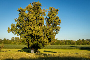 Obraz premium Feldkreuz unter einem großen Baum