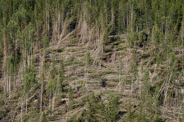 Fallen windblown forest trees of Etnedal, Oppland, Norway.