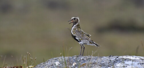 Golden Plover on the moors of North Uist, Outer Hebrides, Scotland