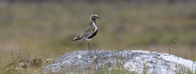 Golden Plover on the moors of North Uist, Outer Hebrides, Scotland