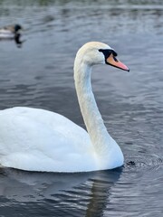 Fototapeta premium swan on the water