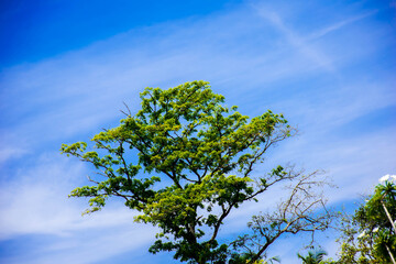 Tree and Sky