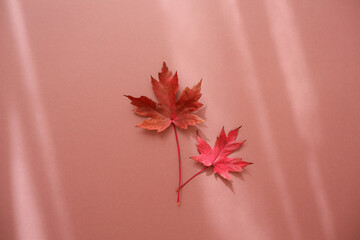 Colorful maple leaves composition on brown background. Autumn concept background decoration with...