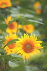 Obraz premium ひまわりの花の接写