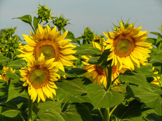 bright yellow sunflower flowers and buds surrounded by green leaves on a sunny summer day