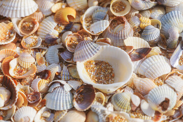 great background of many small shells on the seashore