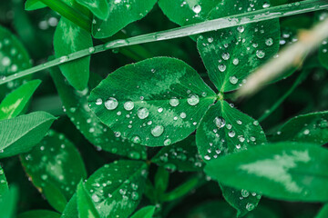 Large green leaves covered with water drops after rainfall in summer