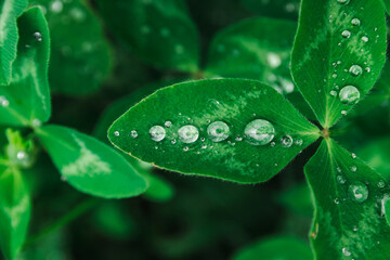 Large green leaves covered with water drops after rainfall in summer