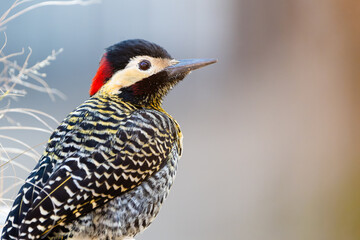 Close-up view of a Golden-breasted Woodpecker (Colaptes melanolaimus)