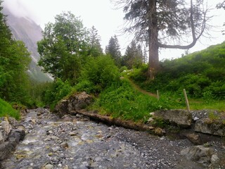 forest in the mountains