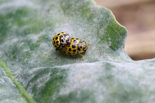 The 22-spot ladybird is a common, 3–5 mm long ladybird native to Europe 