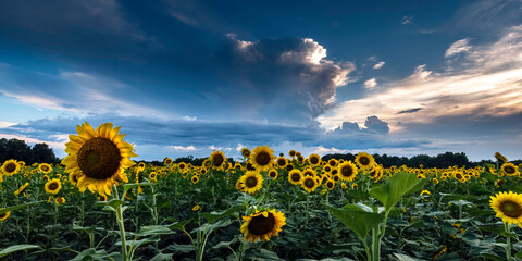 Fototapeta premium Sunflower field background with thunderheads