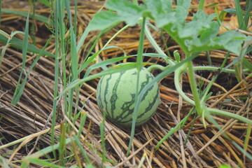 スイカの接写、まだソフトボールくらいの大きさ、これから大きくなり、バスケットボールくらいの大きくなり、収穫