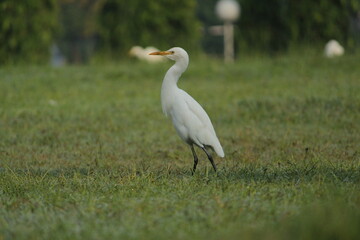 great white heron ardea cinerea