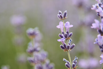 A close up of a lavender flower in a lavender field, with a shallow depth of field.