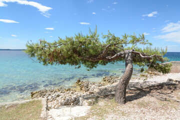 albero piegato del vento a zara in croazia