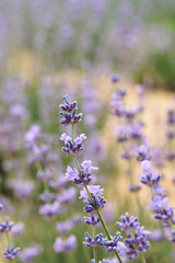Close-up of a lavender flower in a lavender field with blur. vertically. Light frame.