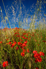 Paysage campagne 1359