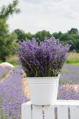 Purple lavender flowers collected in a white bucket against the backdrop of a field. - obrazy, fototapety, plakaty