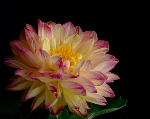 Dahlia close up on black background