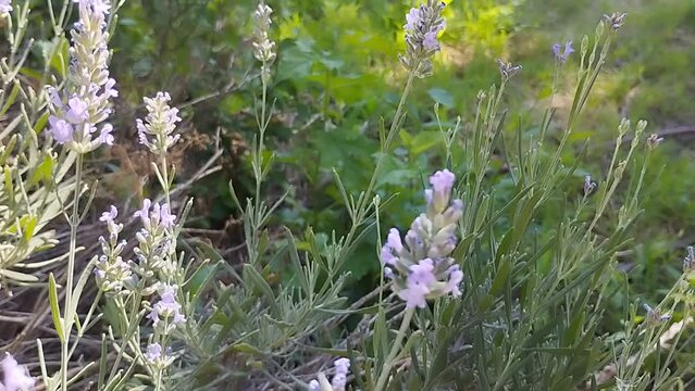 Mariposa chupaleches (iphiclides feisthamelii) libando de flores de lavanda al ritmo de las chicharras