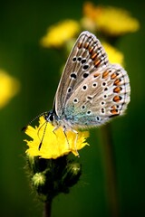butterfly on flower