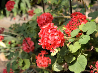 ゼラニウム・ペラルゴニウム