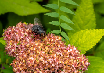 Close-up of a blowfly resting on the pink flowers on a japanese meadowsweet plant that is growing...