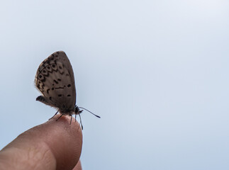 Close-up of a tiny blue spring azure butterfly that is resting on a human finger on a warm summer day in June with a blurred background.