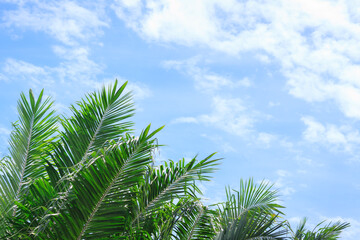 Fototapeta na wymiar Palm leaves with Blue sky and cloudy