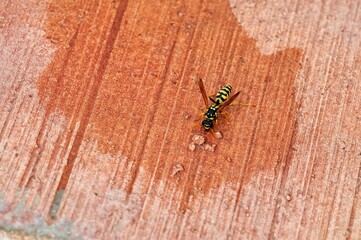 Close up of a black and yellow wasp trying to hydrate by drinking water from a puddle on the ground of the edge of a swimming pool