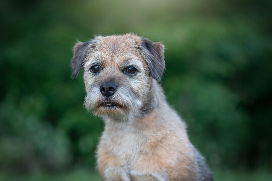 old border terrier dog detail of head