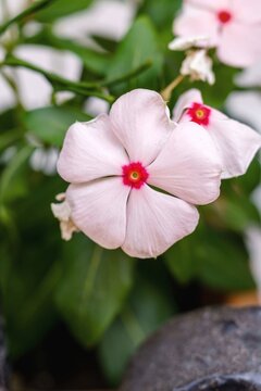 Catharanthus roseus is a species of Catharanthus native and endemic to Madagascar. Synonyms include Vinca rosea (the basonym), Ammocallis rosea, and Lochnera rosea.