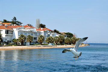 Flying sea gull upfloant coast line on Pricnces Island in Istanbul