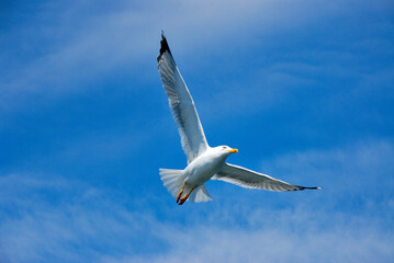 Flying sea gull upfront blue sky.