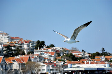 Flying sea gull upfloant coast line on Pricnces Island in Istanbul