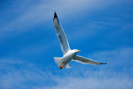 Flying Sea Gull Upfront Blue Sky.