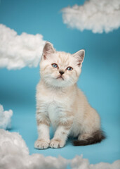 Playful one-month-old Scottish kitten of light color sits between white clouds on a blue background in the studio.
