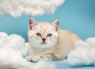 Muzzle of a light beige Scottish kitten with blue eyes, which lies among the white cotton clouds.