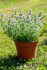 Growing thyme in a pot. Spicy herbs for cooking