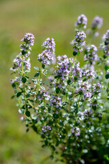 Excellent herbs. The thyme is growing. Spicy herbs for cooking. Bright natural background for the...
