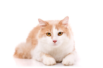Portrait of a large domestic cat with yellow eyes lying on a white background.