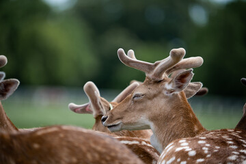 Cerfs dans le parc Phoenix à Dublin