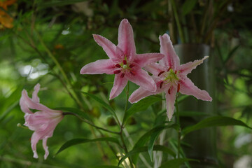 ピンクの百合の花が鮮やかに咲く