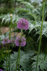 Fleur boule violette
